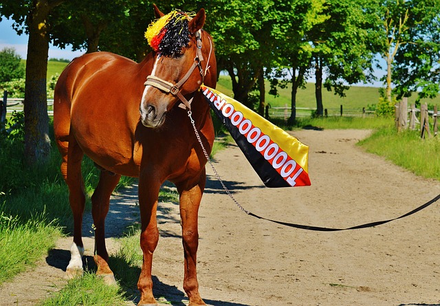 职业发展的 职业发展的